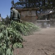‘It’s not a free-for-all’: High Desert marijuana raids continue to net high targets