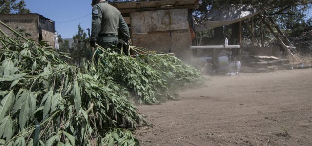 ‘It’s not a free-for-all’: High Desert marijuana raids continue to net high targets