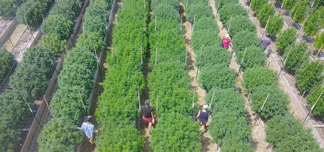 1 in 5 Marijuana Samples in California Isn’t Making Grade: Local News Report