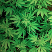 British Columbia Announces 31 Initial Cannabis Suppliers