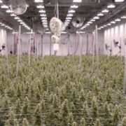 CannTrust™ Reports Record Revenue for Q4 and FY 2017
