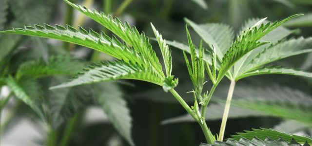 Hemet voters could see three marijuana initiatives in November