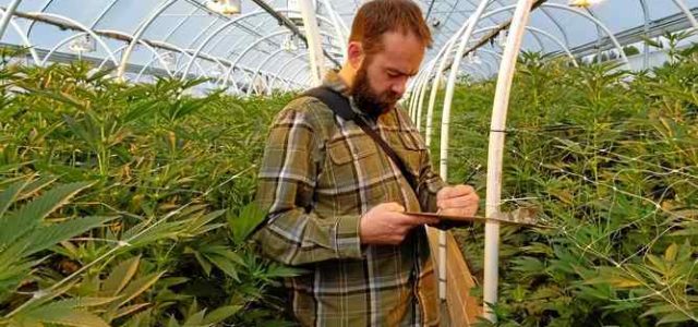 Humboldt County seeks to revamp cannabis permitting