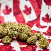 Legal Cannabis Market Could Capture 25 Percent of Demand in Canada in First Month