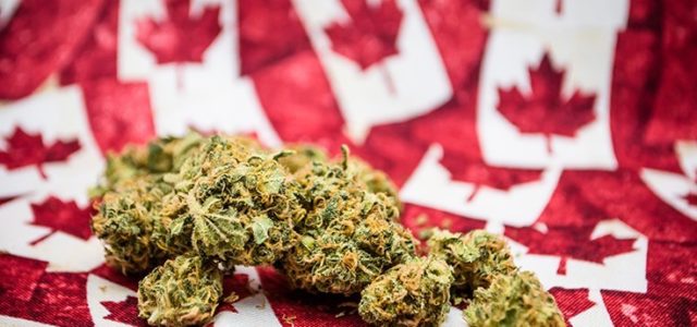 Legal Cannabis Market Could Capture 25 Percent of Demand in Canada in First Month