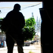 Mojave Desert town Newberry Springs among new marijuana-growing meccas vexing law enforcement