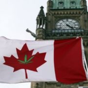 Pharmacists urge Senate to include more support for patients as they consider Bill C-45 to legalize cannabis