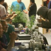 Riverside permanently bans marijuana dispensaries, outdoor growing