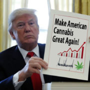 Trump Makes American Cannabis Great Again, say Eight Public Companies
