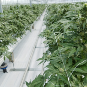 Village Farms Increases Licensed Cannabis Footprint, On Track for More Value-Driving Milestones This Year