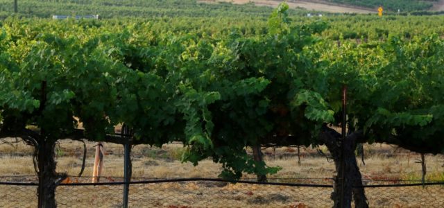 Wine and weed might not be allowed to mix in Temecula Valley