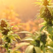 Adult-Use Legalization Heads to North Dakota Ballot, Constellation Brands Invests Billions in Canopy Growth Corp.: Week in Review