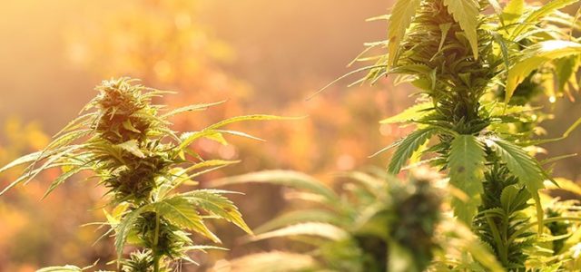 Adult-Use Legalization Heads to North Dakota Ballot, Constellation Brands Invests Billions in Canopy Growth Corp.: Week in Review