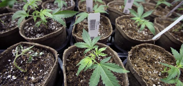 As Chula Vista moves to regulate marijuana, illegal pot shops still dominate the market