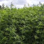 California Cannabis: Industrial Hemp Regulation Moves Ahead