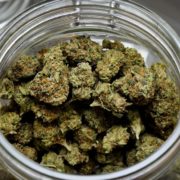 Cannabis Cannibal: US Medicinal Marijuana Programs Struggling to Survive Amid Recreational Legalization