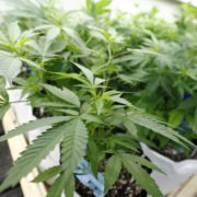 Corning opposes state cannabis regulations