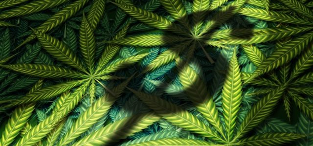 Marijuana Stocks Newsletter – Monday August 13, 2018