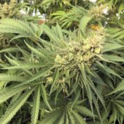 Martinez moves ahead with cannabis dispensary