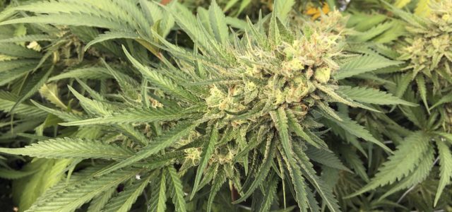 Martinez moves ahead with cannabis dispensary