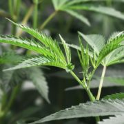 San Bernardino puts its cannabis business laws on November ballot