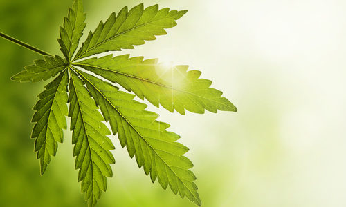 WeedMD Signs Cannabis Supply Agreement with Nova Scotia Liquor Corporation