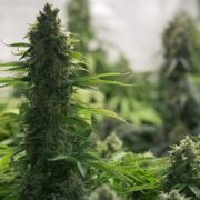 New Jersey Marijuana Bill is ’98 Percent’ Done