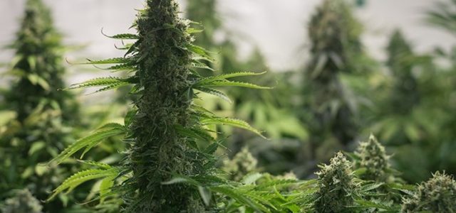 New Jersey Marijuana Bill is ’98 Percent’ Done