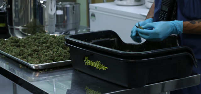 How technology is changing the budding cannabis industry