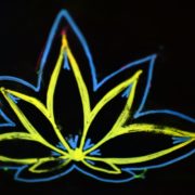California ‘church’ was really an illegal marijuana dispensary, police allege