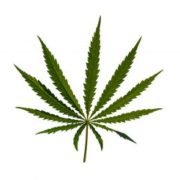 Could Acreage Be the Next Tilray on the CSE?
