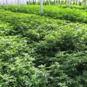 Florida gets DEA clearance to grow hemp in 2019