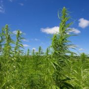 Hemp-Derived CBD Will Outpace All Other Cannabis Markets, Projected to Hit $22 Billion by 2022: New Report