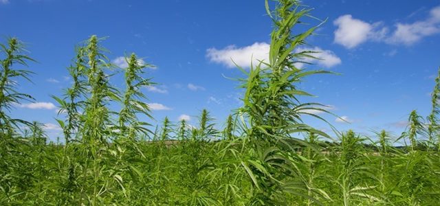 Hemp-Derived CBD Will Outpace All Other Cannabis Markets, Projected to Hit $22 Billion by 2022: New Report