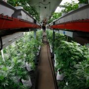 Mandatory testing costly for Colorado marijuana growers
