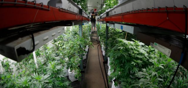 Mandatory testing costly for Colorado marijuana growers