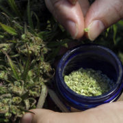 Marijuana growers turning to hemp as CBD extract explodes