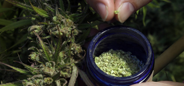 Marijuana growers turning to hemp as CBD extract explodes