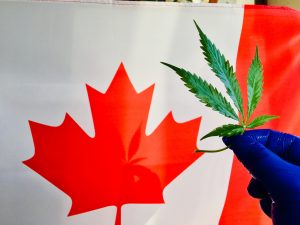 Marijuana News Today: Recreational Marijuana Beginning to Ship in Canada, Why Tilray Stock Is Plummeting