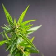 Marijuana News Today: Tilray Stock Up, Asian Marijuana Legalization and Big Tobacco Interested in Pot