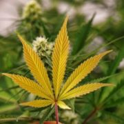 Marijuana News Today: TLRY Stock Up, Canadian Marijuana Legalization Plan Unveiled