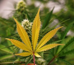 Marijuana News Today: TLRY Stock Up, Canadian Marijuana Legalization Plan Unveiled