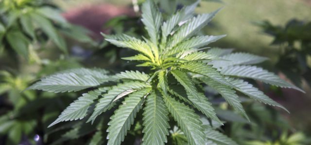 Martinez sets plan in motion to allow marijuana businesses