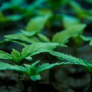 NRGene Discusses Partnership With Pure Cannabis Research AG to Develop New Cannabis Varieties