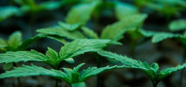 NRGene Discusses Partnership With Pure Cannabis Research AG to Develop New Cannabis Varieties