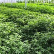 Georgian Government Backtracks on Cannabis Cultivation Law After Church Outcry