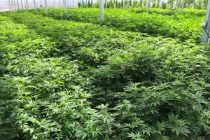 Georgian Government Backtracks on Cannabis Cultivation Law After Church Outcry