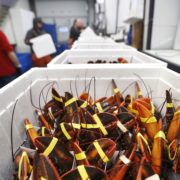 Restaurant finds itself in hot water for marijuana-lobster stunt