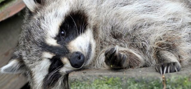 This is a story about a stoned raccoon at a fire station