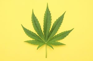 TLRY Stock Split: Should Tilray Inc Consider the Divide Post 560% Increase?